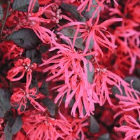 Loropetalum ´Black Pearl´ na kmeni – Čierny stromček s ružovými kvetmi