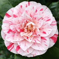 Kamélia japonská ´Bonomiana Nova´ – Žíhaný klenot zimnej záhrady