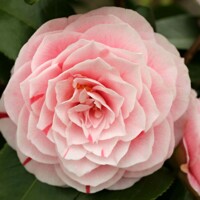 Kamélia japonská ´Bonomiana Nova´ – Žíhaný klenot zimnej záhrady