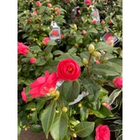 Kamélia japonská ´Black Lace´ – Zamatovo vínová kráska