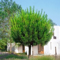 Borovica píniová ´Pinus pinea´ na kmeni – Stredomorský stromček na terasu