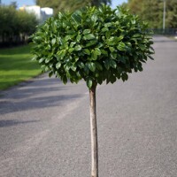 Vavrínovec lekársky ´Novita´ na vysokokmeni – Štýlový vždyzelený strom