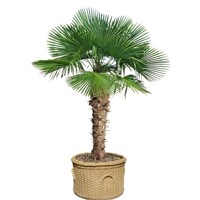 Trachycarpus fortunei – najodolnejšia mrazuvzdorná palma
