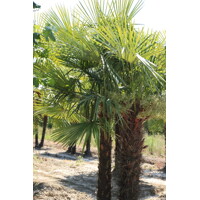 Trachycarpus fortunei – najodolnejšia mrazuvzdorná palma