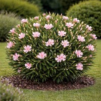 Oleander obyčajný ´Nana´ – Trpasličí bohato kvitnúci ker na terasu