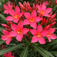 Oleander obyčajný ´Papa Gambetta´ – Červeno-oranžový kvitnúci skvost