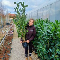 Vavrínovec lekársky ´Elly´ – Štíhly živý plot pre úzke záhrady