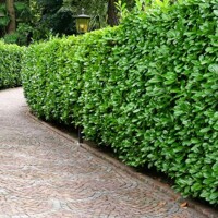 Vavrínovec lekársky ´Elly´ – Štíhly živý plot pre úzke záhrady