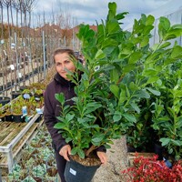 Vavrínovec lekársky ´Etna´ – Kompaktný plot s lesklými listami