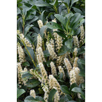 Vavrínovec lekársky ´Etna´ – Kompaktný plot s lesklými listami