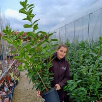 Vavrínovec lekársky ´Novita´ – Ideálny vždyzelený živý plot