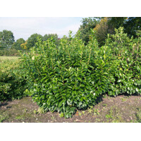 Vavrínovec lekársky ´Novita´ – Ideálny vždyzelený živý plot