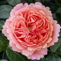 Ruža ´Chippendale´ – Nostalgická marhuľová kráska plná vône