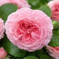 Ruža ´James Galway´ – Odolná anglická ružová kráska