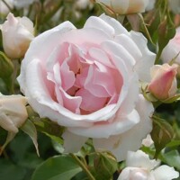 Ruža na kmienku ´Bledoružová´ – Elegantný kvetinový stromček