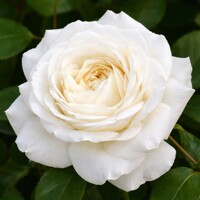 Ruža na kmeni ´Claus Dalby Serenity´ – Snehobiela elegancia