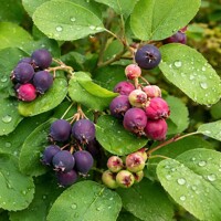 Muchovník jelšolistý ´Greatberry® Farm´ – Rekordná úroda plodov