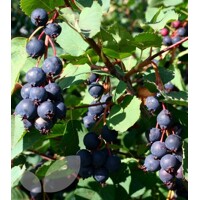 Muchovník jelšolistý ´Greatberry® Fruity´ – Sladké a šťavnaté plody