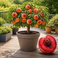 Broskyňa ´Vampira® Paradiespfirsich´ na kmienku – Červenomäsá delikatesa