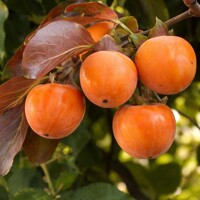 Diospyros kaki ´Cioccolatino´ – Hurmi kaki s čokoládovou chuťou