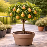 Hruška BIO balkónová na 40/50 cm kmienku – Sladké mini hrušky