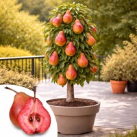 Hruška BIO balkónová na 40/50 cm kmienku – Sladké mini hrušky