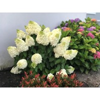 Hortenzia metlinatá 'Magical Mont Blanc' – Snehobiele mohutné kvety