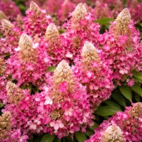 Hortenzia metlinatá ´Magical Vesuvio´ – Kompaktná sýto červená kráska