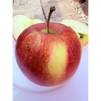 Evelina jablko, Strom Malus Evelina