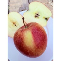 Jabloň 'Evelina' – Výnimočná sladká chuť a dlhá skladovateľnosť