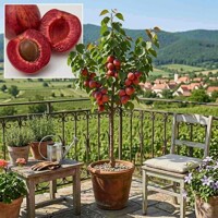 Marhuľa ´Vampira® Tiger´ (40/50 cm kmienok) – Červená dužina