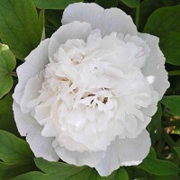 Pivonka drevitá (Paeonia × suffruticosa) – Ker s obrovskými kvetmi