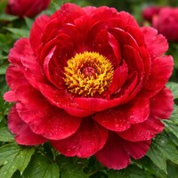Pivonka drevitá (Paeonia × suffruticosa) – Ker s obrovskými kvetmi