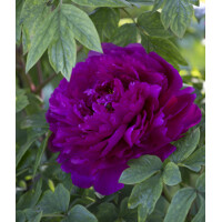 Pivonka drevitá (Paeonia × suffruticosa) – Majestátny ker s obrími kvetmi