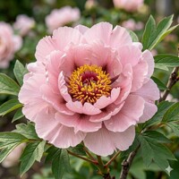 Pivonka drevitá (Paeonia × suffruticosa) – Majestátny ker s obrími kvetmi