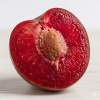 Slivka s červenou dužinou ´Vampira® Super Nova´ – Kompaktný unikát