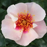 Perzská ruža ´See You® in Red´ – Biely kvet s červeným očkom