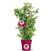 Malina ´Raspbeary®´ (Malinový medveď) – Robustná a sladká