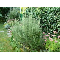 Rozmarín lekársky (Rosmarinus officinalis) – Predaj