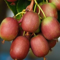 Červené mini kivi ´Red Jumbo´ (Actinidia arguta) – BIO kvalita