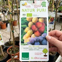 Slivka BIO TRIO na 40cm kmeni – Domáca, Mirabelka a Viktória