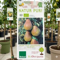 Stĺpovitá hruška Aroma Spur® žlto-červená – Úroda pre malé záhrady