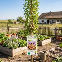 Stĺpovitá mandľa Aroma Spur® BIO – Chutné mandle aj na malej ploche