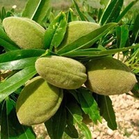 Stĺpovitá mandľa Aroma Spur® BIO – Chutné mandle aj na malej ploche