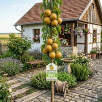 Stĺpovité Nashi Aroma Spur® BIO (160+ cm) – Exotická úroda