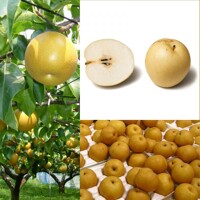 Stĺpovité Nashi Aroma Spur® BIO (160+ cm) – Exotická úroda