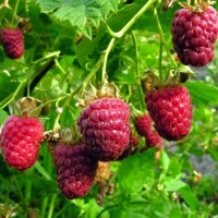 BIO malina červená 'Aroma Queen' – Najchutnejšia remontantná odroda