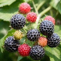 BIO malina čierna 'Black Jewel' – Exotická chuť plná antioxidantov