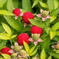 Malinojahoda BIO – Exotické plody priamo z vašej záhrady