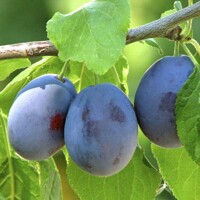 BIO slivka stĺpovitá 'Aroma Spur®' skorá – Aromatická úroda v auguste